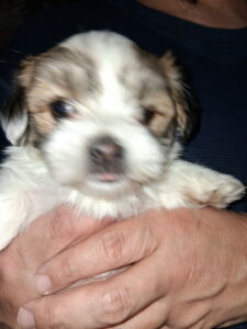 Estacaliente You Needed Me - "Bear"