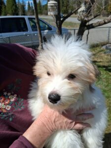 Wilbur - Apr 27 2025