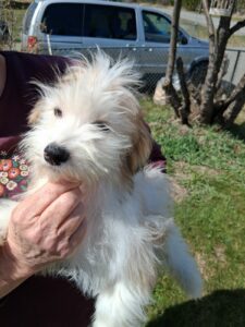 Snoopy/Snoop - Apr 27 2025