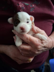 Bell's "Z" Litter - "Zac" Feb 3 2026