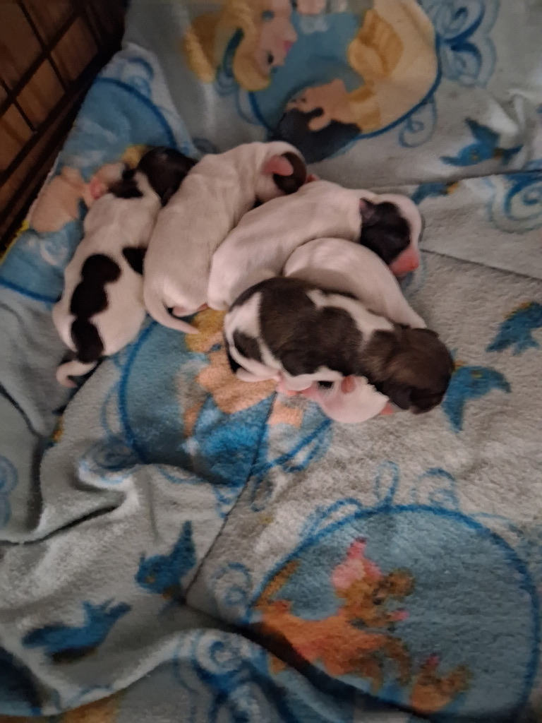 Bell's "Z" Litter - Jan 20, 2026