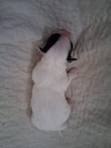 Bell's "Z" Litter - "Zeek" Jan 22 2026