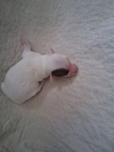 Bell's "Z" Litter - "Zac" Jan 22 2026