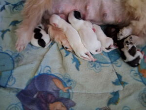 Bell's "Z" Litter - Jan 19, 2026