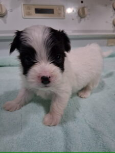 Bell's "Z" Litter - "Zeek" Feb 17 2026