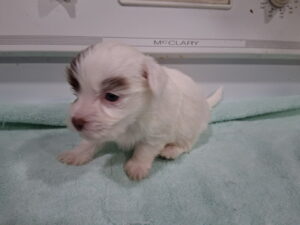 Bell's "Z" Litter - "Zac" Feb 17 2026