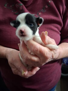 Bell's "Z" Litter - "Zeek" Feb 3 2026