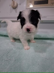 Bell's "Z" Litter - "Zeek" Feb 17 2026